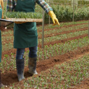 Beca para Estudios en Ciencias Agropecuarias