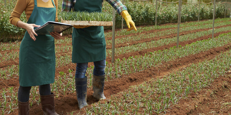 Beca para Estudios en Ciencias Agropecuarias